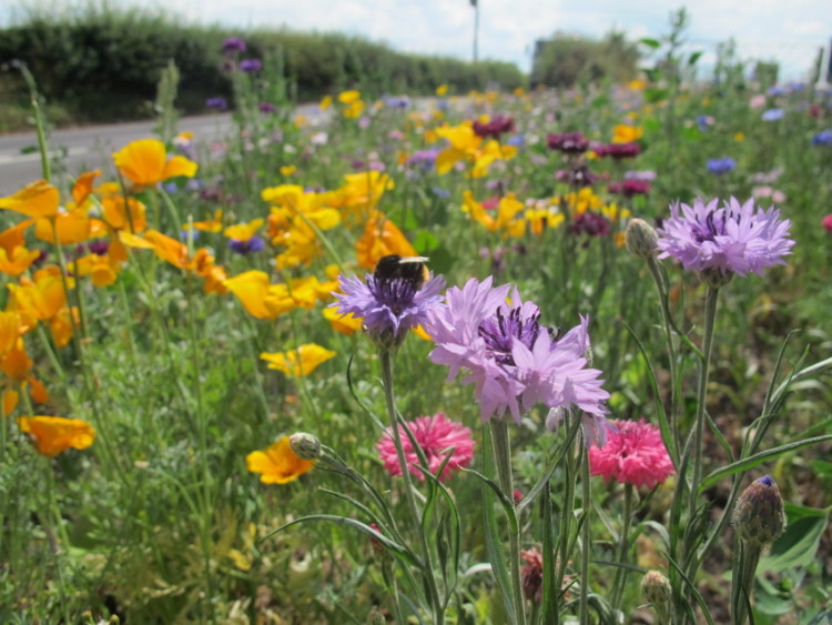 How to plant a wildflower meadow – YourGreen