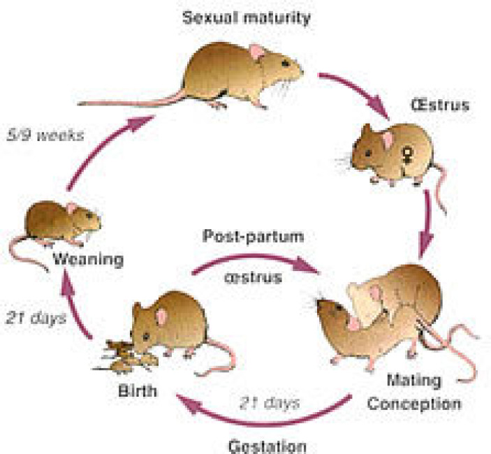 Know Your Rodents Life Cycle