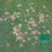 Dollar Spot controlled by DEDICATE