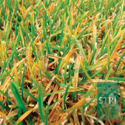 Rust Diseases controlled by Heritage Maxx