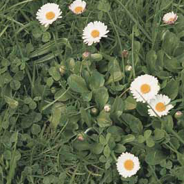 Daisy weed controlled by Longbow