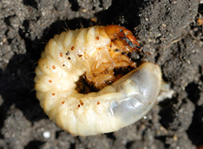 How To Identify Control Pitchcare Chafer Grub Iguide Pitchcare