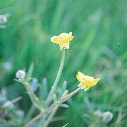 Buttercup weed controlled by Longbow