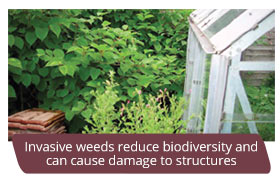 Invasive weeds reduce biodiversity and can cause damage to structures