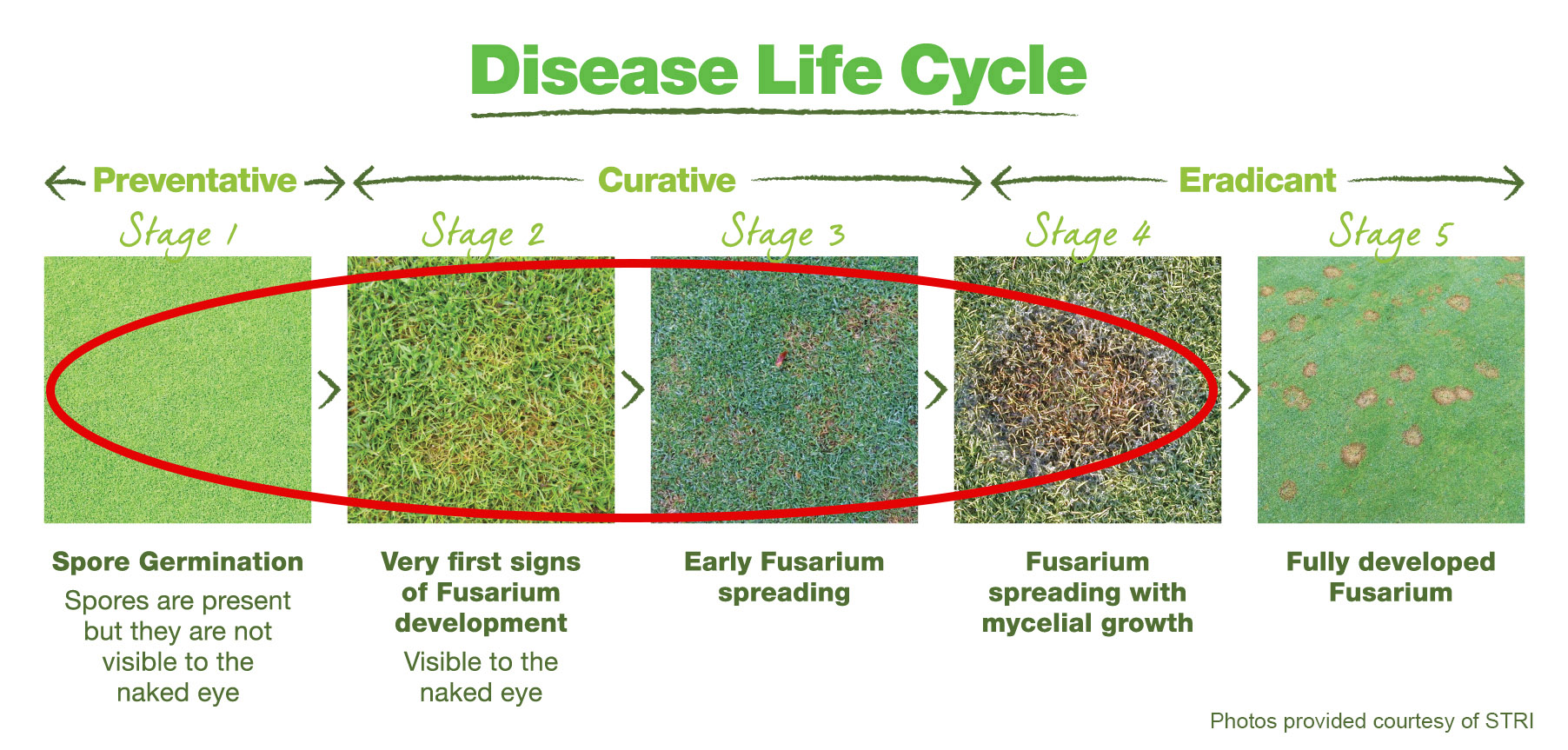 Disease life cycle of Fusarium