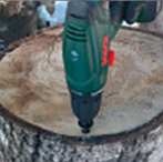 Drilling plug holes in stump