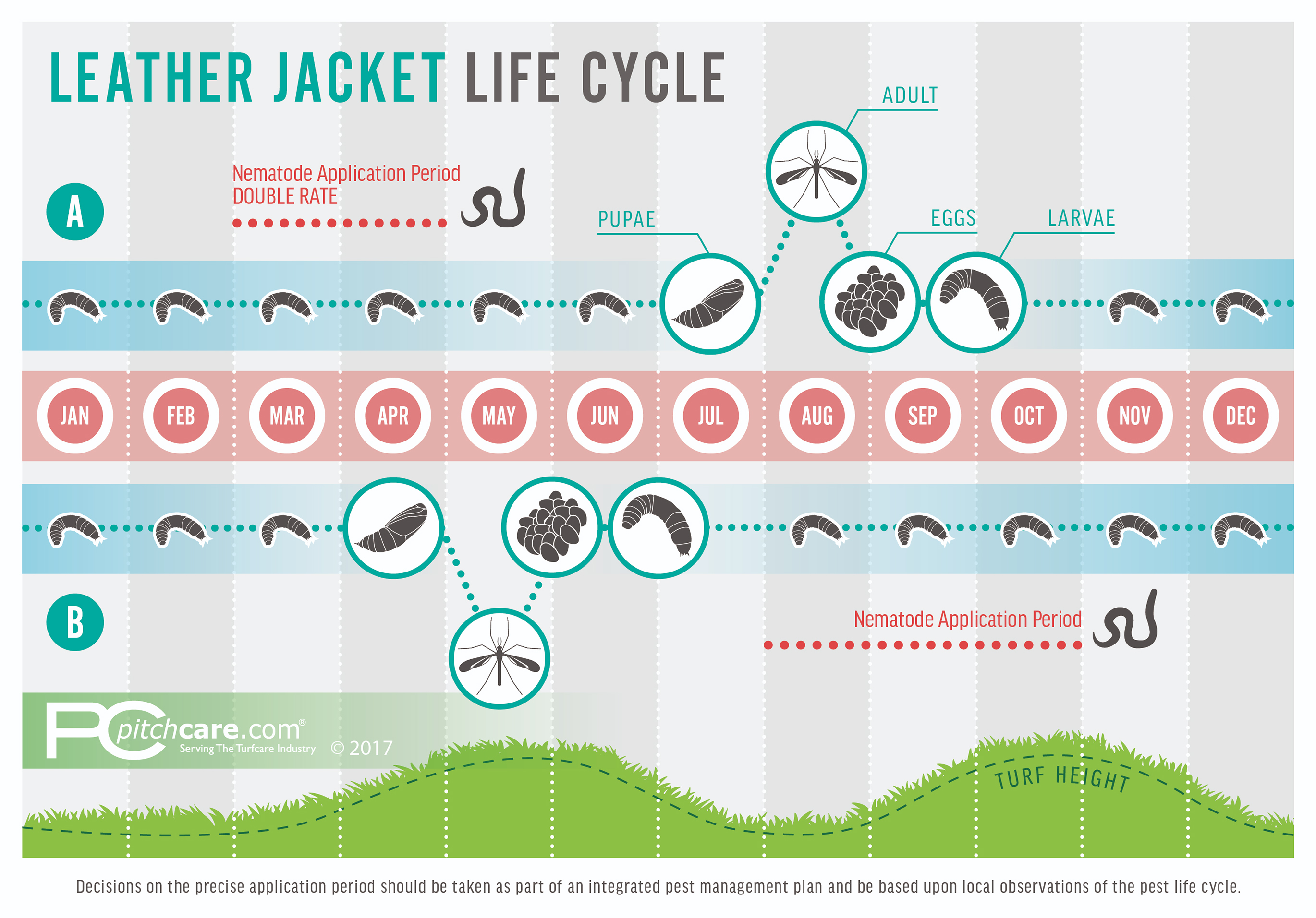 Leatherjackets Life Cycle