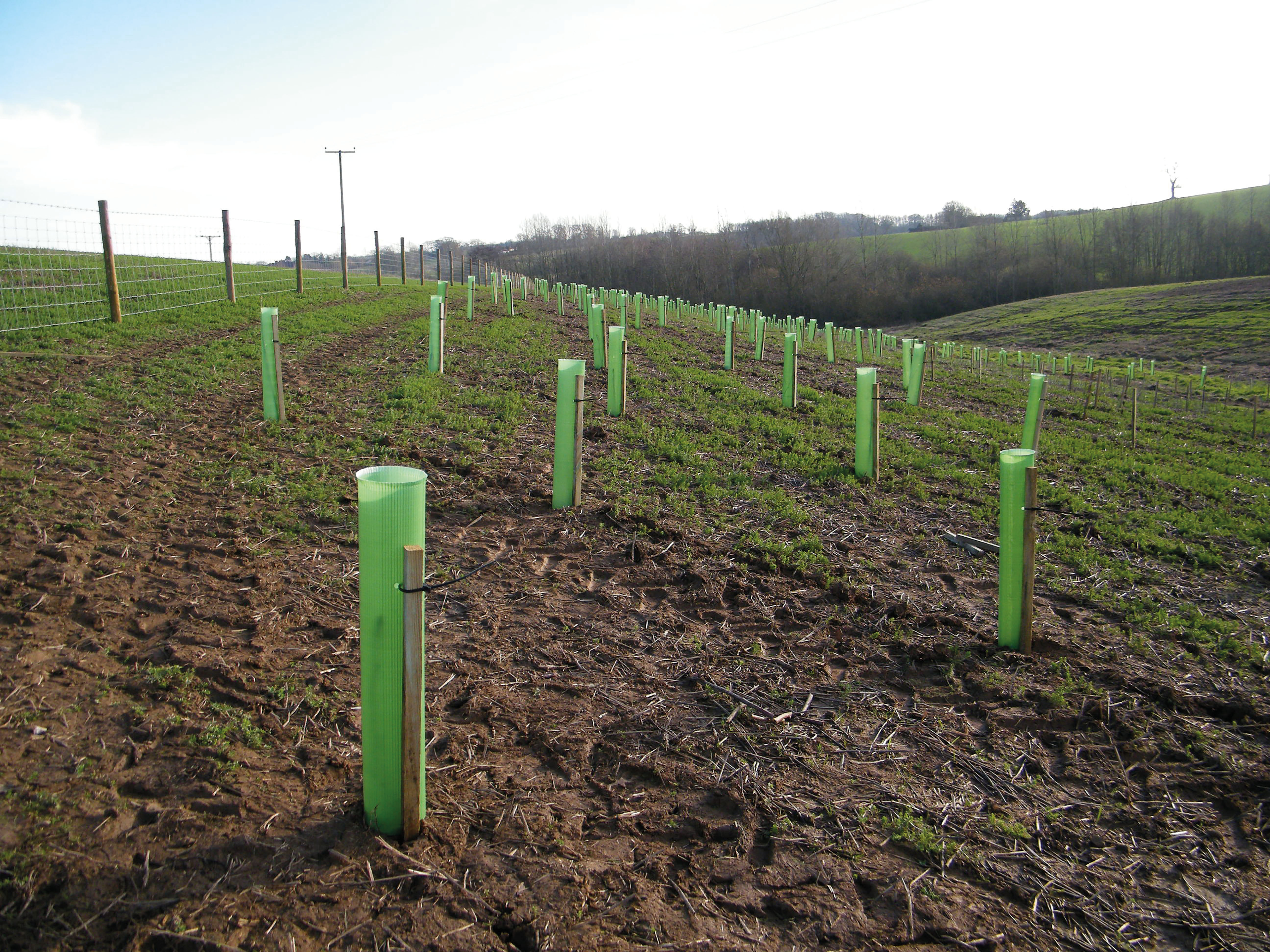 Whiptec Standard Tree Guards in Use