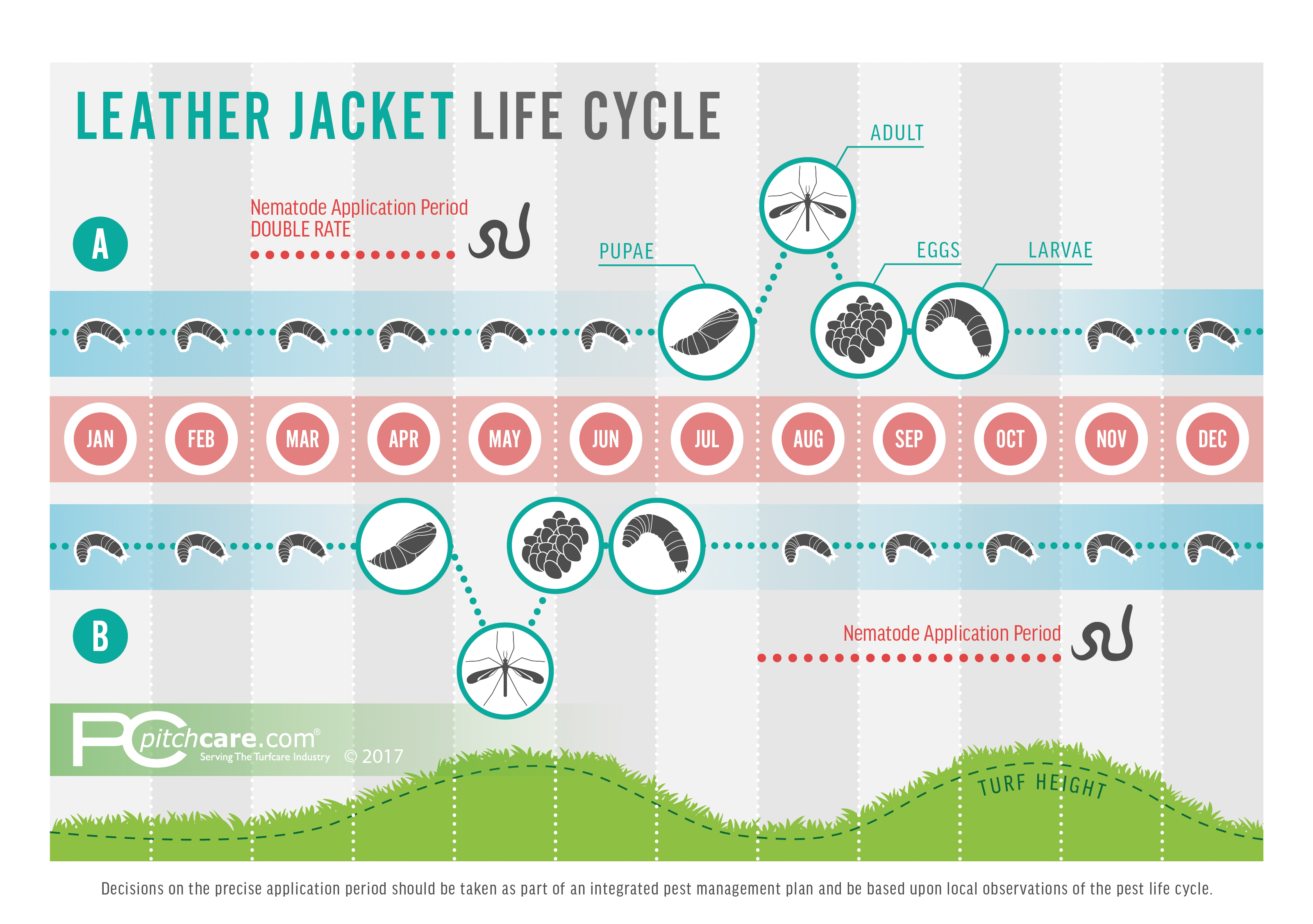 Yellow Jacket Life Cycle