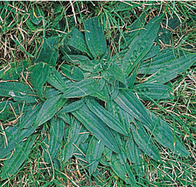 Plantain weed controlled by Longbow