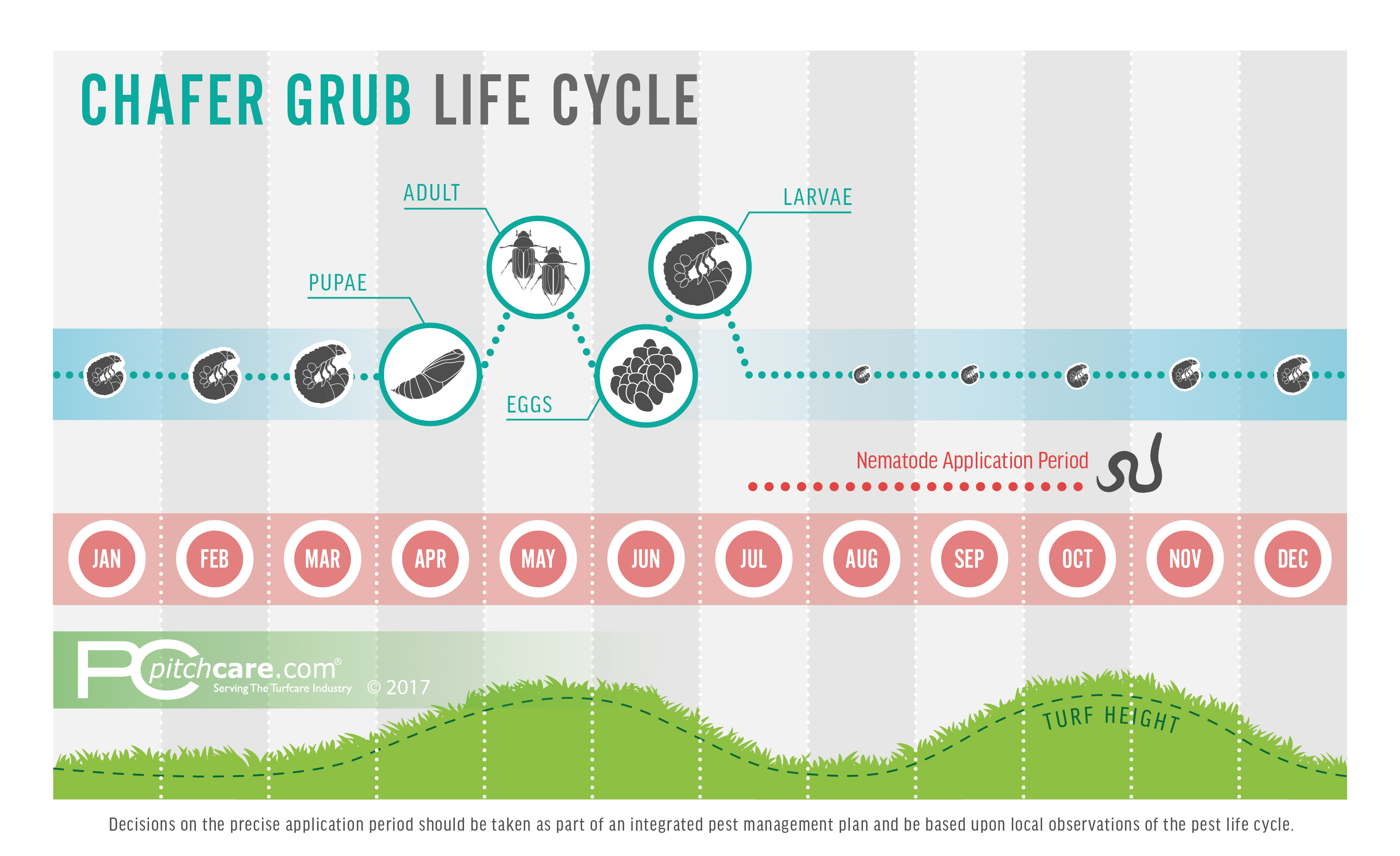 Chafer Grub Life Cycle Diagram