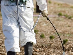 Total weed killer sprays containing glyphosate could be a thing of the past