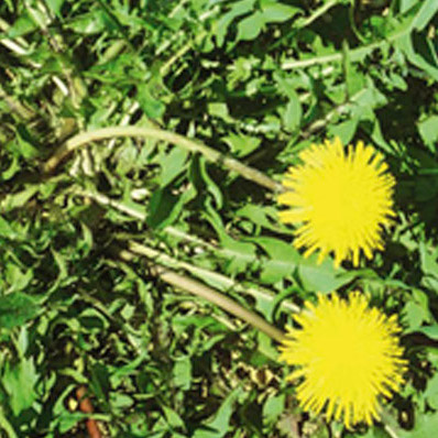 Dandelion weed controlled by Longbow