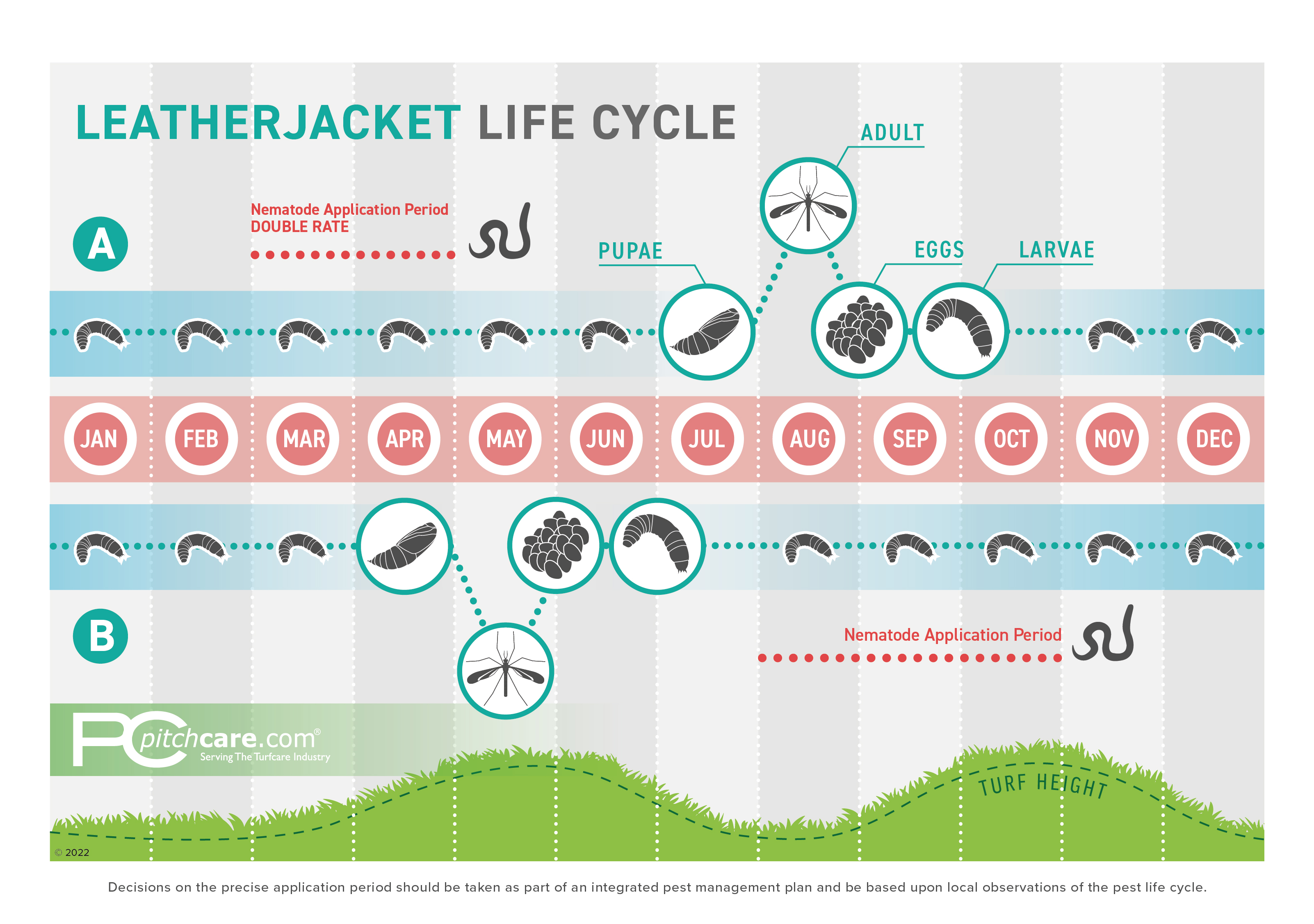 Leatherjacket Life Cycle Diagram
