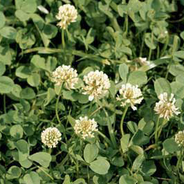 White Clover weed controlled by Longbow