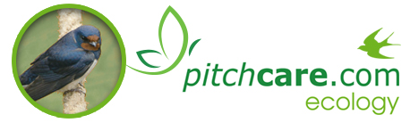 Swallow Nest - Pitchcare Ecology