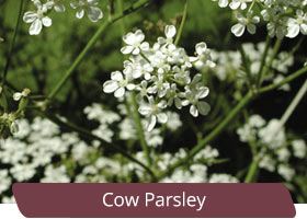 Cow Parsley