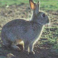 rabbit-pic.jpg