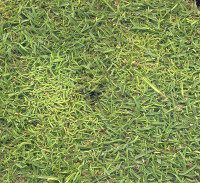 yellow-tuft-bentgrass.jpg