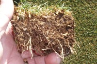 Limiting root growth - PC.jpg