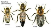 Comparsion of Queen Bee with Drone Bee with Worker Bee