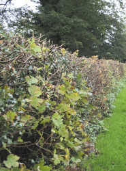 Mixed hedge