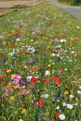 Annual Wildflower Earth July 2014 AFTER