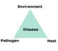 Disease-triangle.jpg