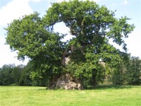 Wyndham's Oak 1.jpg