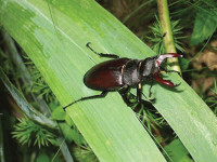 Stag Beetle AngelaHorne