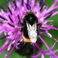 Bee on knapweed