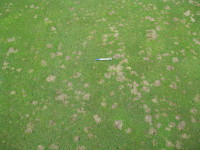 A5 Disease scarring & severity of turf loss