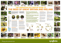 Operation Pollinatior Guide to Bees Poster