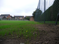Tennis courts seed germinating