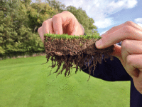 Day25 Root growth on the 4th green 15 days after turfing!