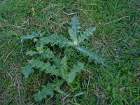 Creeping thistle stands out in grassland for easy spot application.JPG