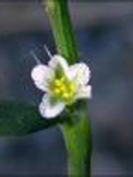 bham-knotgrass-flower.jpg