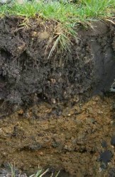 top-soil-main-pic.jpg