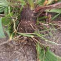 ribwort-plantain-roots.jpg