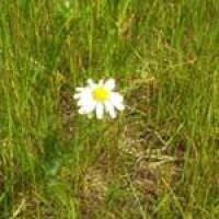 mayweed-flower-3.jpg