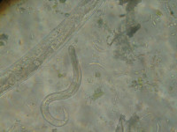 NZ nematodes microscope