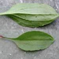plantago-leaves.jpg
