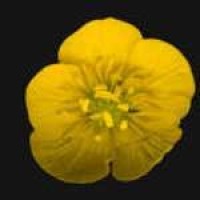 buttercup-flower-1l.jpg