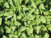 Nettles Underside