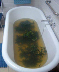 Seaweed Bath