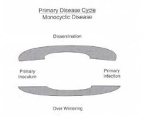 disease-cycle-2.jpg