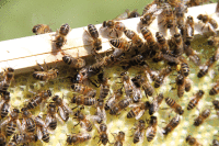 Beehives Queen
