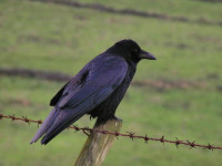 CarrionCrow