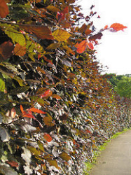 Copper Beech hedge.jpg