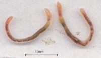 Microscolex mature worms.bmp